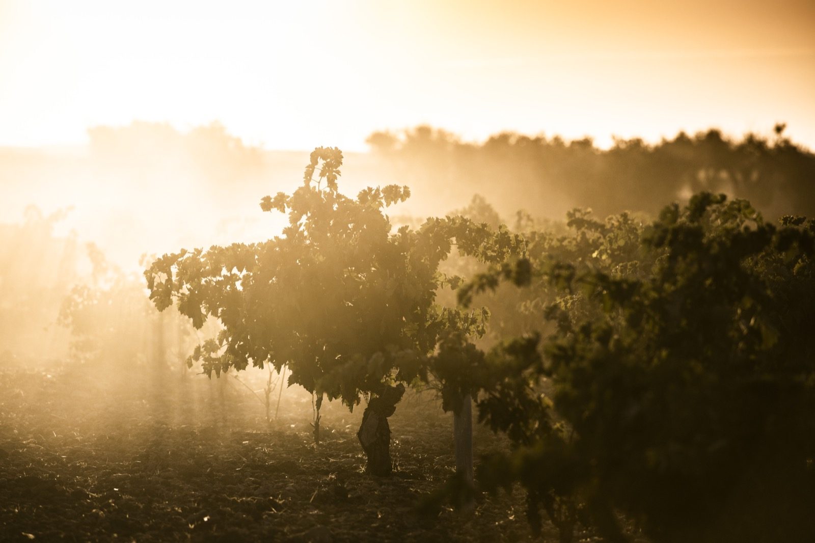 Old bush vines in dawn mist on the meseta south of Toledo